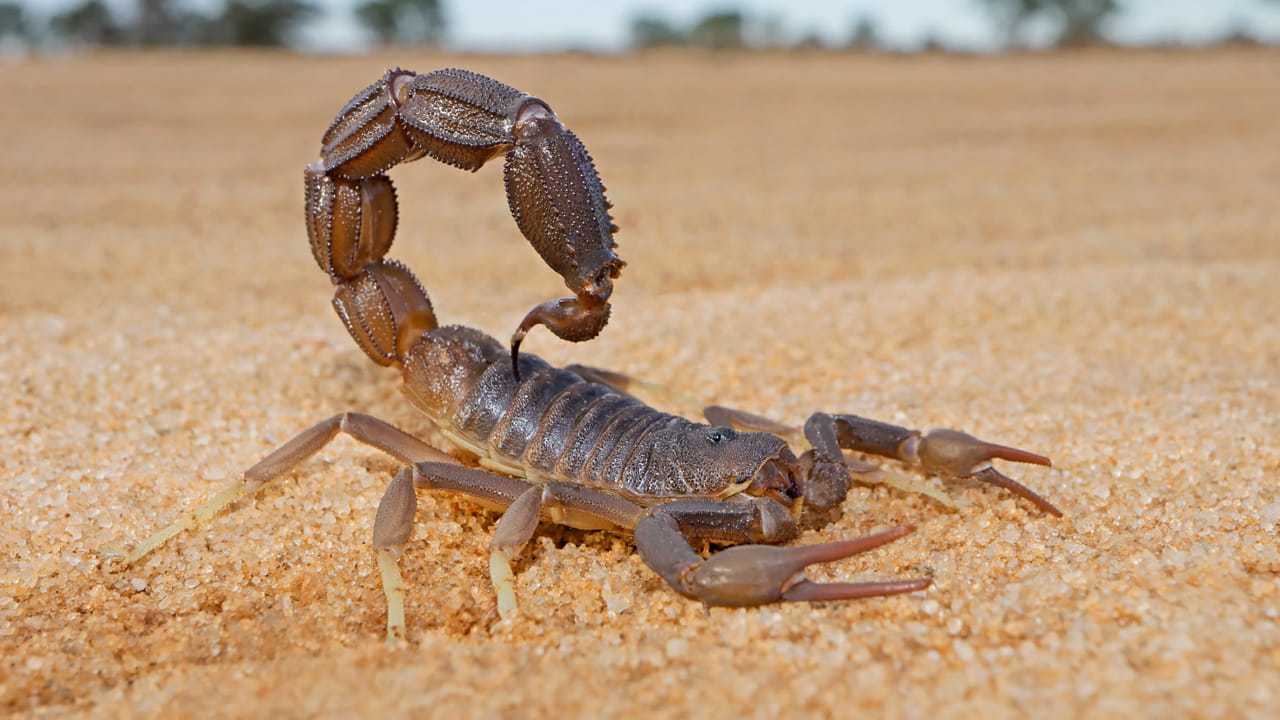 తేలు పిల్లలు తమను తాము రక్షించుకోవడానికి తల్లి వీపుపై కూర్చుంటాయి. పిల్లలు దాదాపు పది నుండి 20 రోజుల వరకు తల్లి వీపుపైనే ఉంటాయి. ఈ సమయంలో ఆడ తేలు తన చిన్న పిల్లలను కాపాడుతుంది. అరిజోనా స్టేట్ యూనివర్శిటీకి చెందిన ఒక పాత జర్నల్ ప్రకారం.. నవజాత పిల్లలు తమ సొంత తల్లిని వేటాడటం చాలా అరుదు.