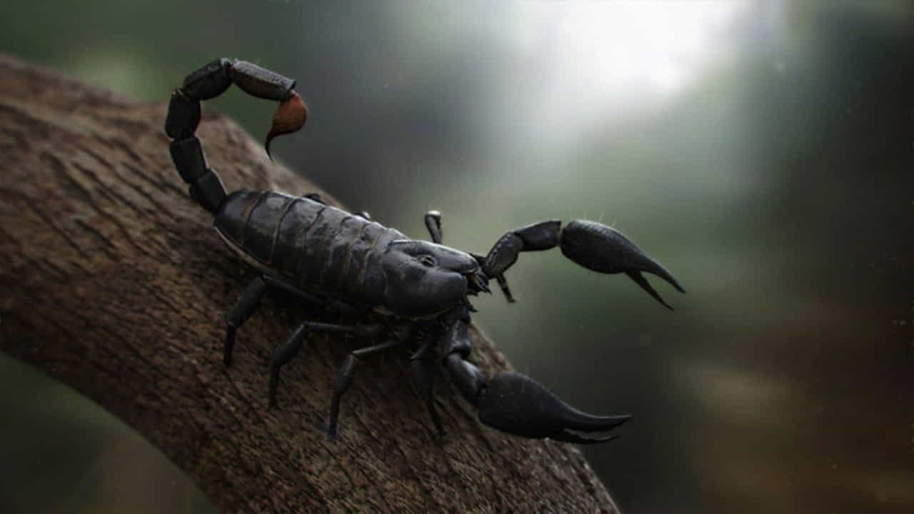తేలు విలక్షణమైన విష జీవి. అది ఒక్కసారి కాటు వేస్తే దాని విషం శరీరం అంతటా వ్యాపించి తీవ్ర సమస్యలకు కలిగిస్తుంది. అందుకే తేలును చూడగానే చాలా మంది భయపడతారు. తేలు కాటు శరీరంలో మంటను కలిగిస్తుంది. అందుకే తేలు కుట్టిన తర్వాత వీలైనంత త్వరగా ఆసుపత్రికి వెళ్లాలని నిపుణులు చెబుతున్నారు. అయితే తేలు గురించి పలు అపోహలు జనాల్లో నిలిచిపోయాయి.