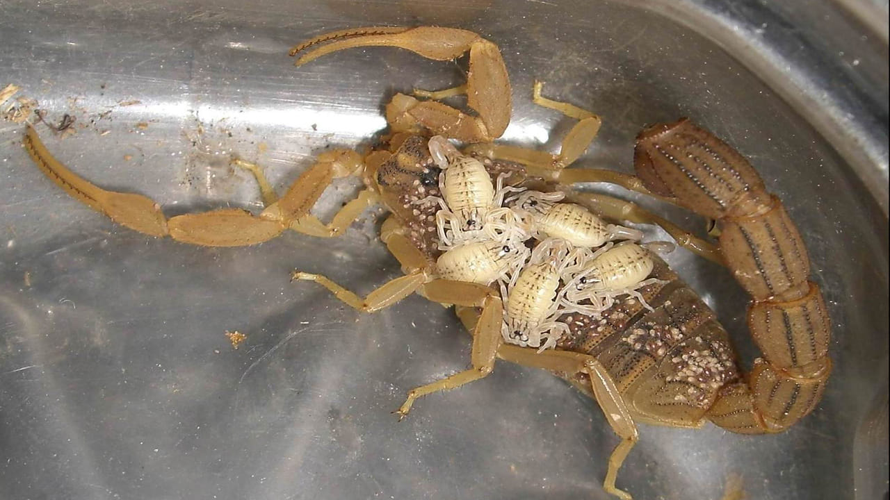 ఈ రకం సాలెపురుగులు, సూడోస్కార్పియన్లలో కనిపిస్తుంది. తేలు పిల్లలు వాటి తల్లులను వేటాడతాయనేది నిజం కాదు. కానీ ఆడ తేలు తన బలహీనమైన పిల్లలను వేటాడుతుంది. ఆడ తేలు బలహీనమైన పిల్లలను తింటుంది, తద్వారా ఇతర బలమైన పిల్లలు బాగా పోషించబడతాయి.