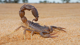 Scorpion: తేలు తన సొంత తల్లినే తింటుందా?