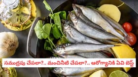 సముద్రపు చేపలా?.. మంచినీటి చేపలా?.. ఆరోగ్యానికి ఏవి బెస్ట్