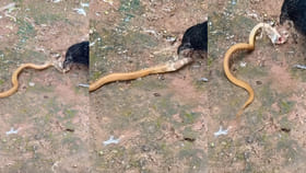 ఇది కోకిల కాదు.. పాములు అంటే విపరీతమైన కోపం..