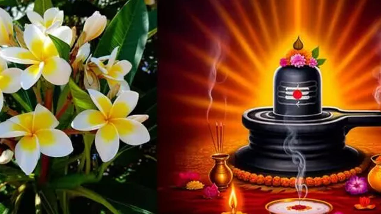 కేతకి పువ్వులు : కేతకి పువ్వులు శివ పూజకు పనికిరావు అంటారు. అందువలన మహా శివరాత్రి రోజున శివలింగానికి కేతకి పూలను సమర్పించకూడదు.  ఎందుకంటే?పురాణాల ప్రకారం,కేతకి పువ్వు బ్రహ్మదేవుడి అబద్ధం చెప్పుడు దానికి సాక్ష్యంగా నిలిచిందంట, అందువలన అబద్ధపు సాక్ష్యం చెప్పినందుకు పరమేశ్వరుడు శివ పూజలో కేతకి పూలు ఉండవు, వీటిని పూజకు వాడకూడదు అని శాపం పెడతాడంట.