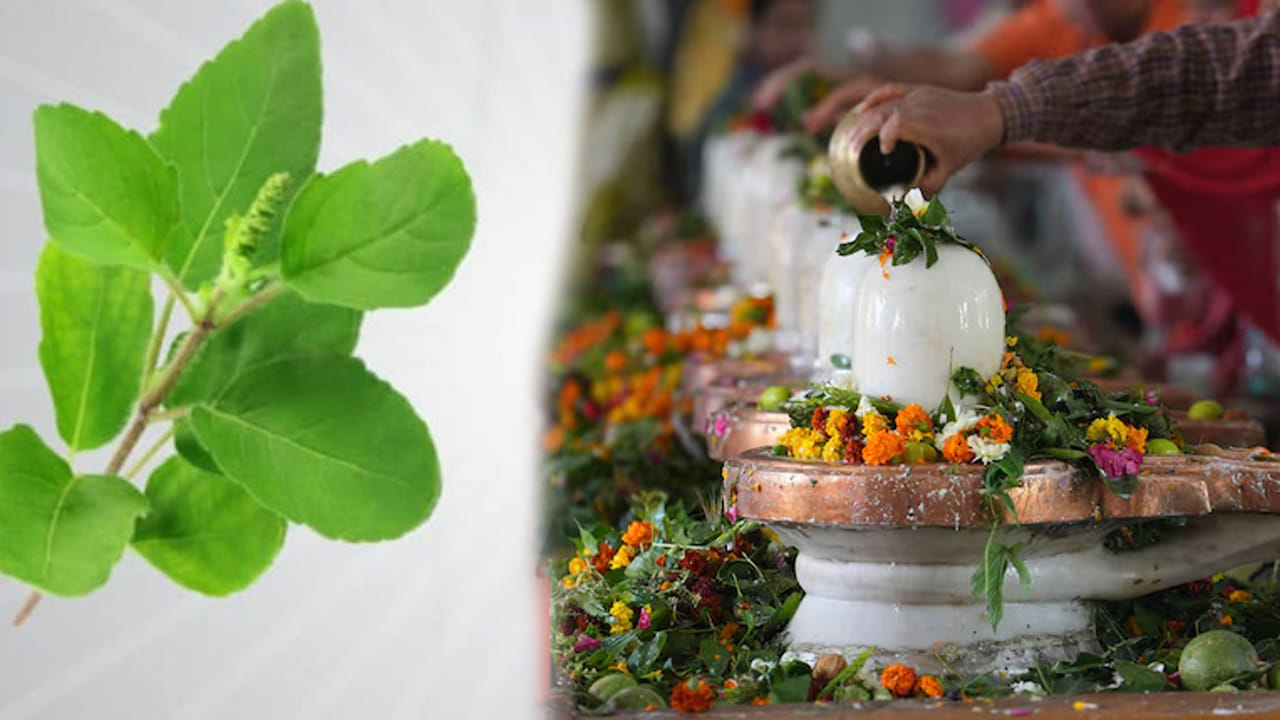 అదే విధంగా కొంత మంది తెలియక శివ పూజలో తులసిని ఉపయోగిస్తారు. కానీ ఇది చాలా అశుభకరం అంటున్నారు పండితులు. శివ పూజ సమయంలో ఎప్పుడూ కూడా శివలింగానికి తులసి దళాలు సమర్పించ కూడదంట. ఇది విష్ణువుకి ప్రీతికరమైనది కాబట్టి, శివ పూజలో దీనికి స్థానం లేదని చెబుతున్నారు పండితులు.