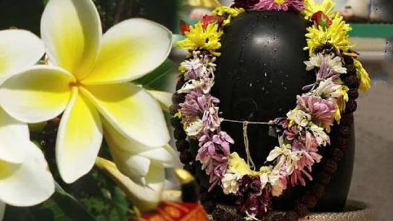 అలాగే శివ పూజలో ఉపయోగించే పువ్వుల విషయంలో కూడా చాలా జాగ్రత్తలు తీసుకోవాలి. ముఖ్యంగా కేతకి పూలు, చంపక పూలు వంటివి ఎట్టి పరిస్థితుల్లో శివుడికి సమర్పించకూడదు. వీటిని శివుడికి సమర్పించడం వలన శివుడు ఆగ్రహానికి గురి అవుతాడంట, దీని వలన ఇంటిలో ప్రతికూల శక్తి పెరుగుతుంది.