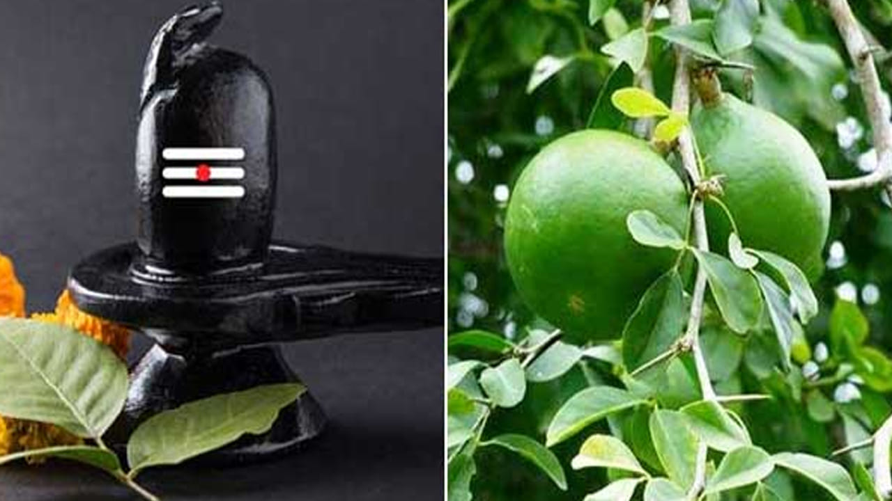 అభిషేకం తర్వాత శివుడికి సమర్పించిన బిల్వ పత్రం ఇంటికి తెచ్చుకోవడం చాలా శుభ ప్రదం. ముఖ్యంగా ఆర్థిక సమస్యలతో బాధపడే వారు ఈ పత్రాన్ని బీరువాలో లేదా, పర్సులో పెట్టుకోవడం వలన అప్పుల సమస్యలు తీరిపోయి. ఆర్థికంగా కలిసి వస్తుందంట.