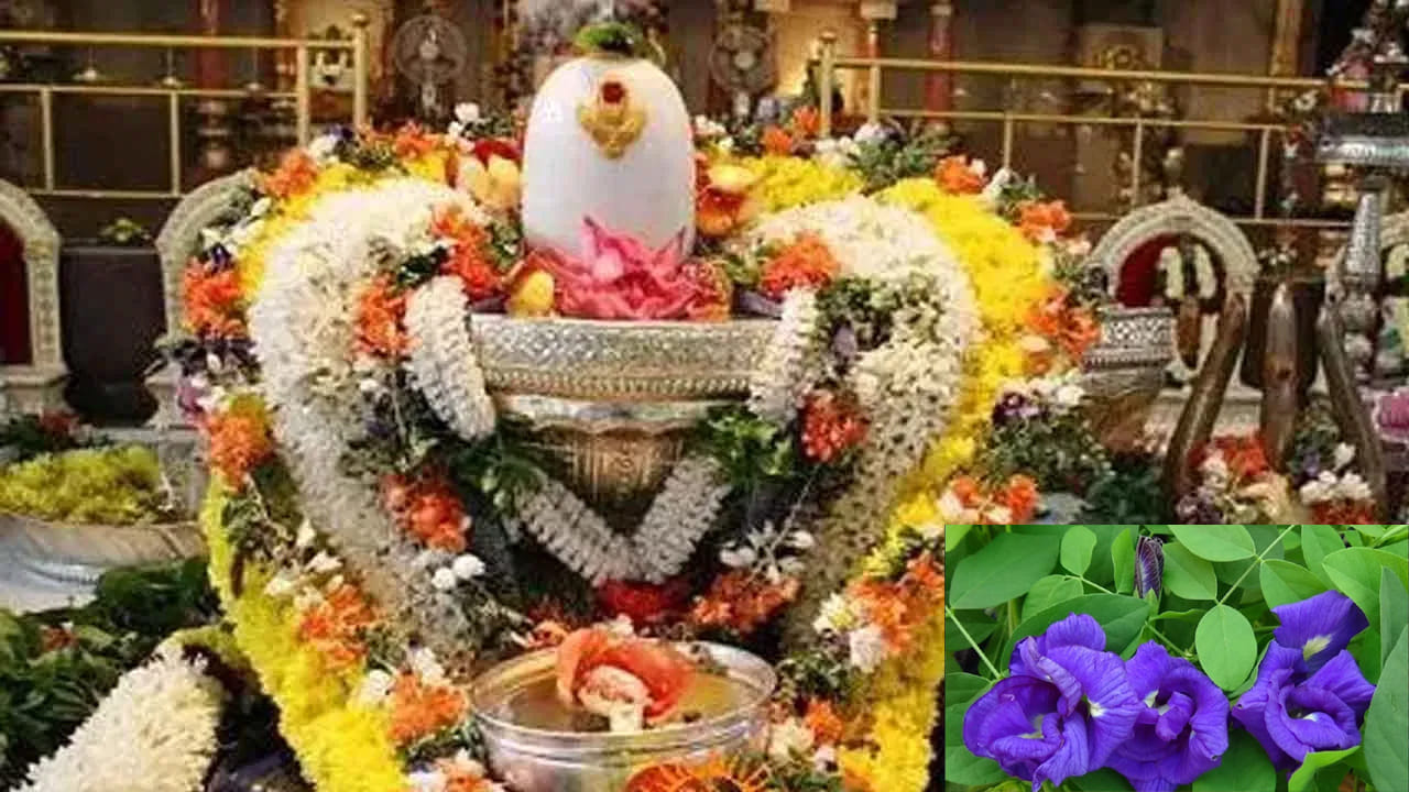 Maha Shivaratri: పెళ్లి, ఉద్యోగం, డబ్బు.. శివరాత్రి నాడు శివుడికి అపరాజిత పుష్పాలు సమర్పిస్తే ఎన్ని లాభాలో తెలుసా..?