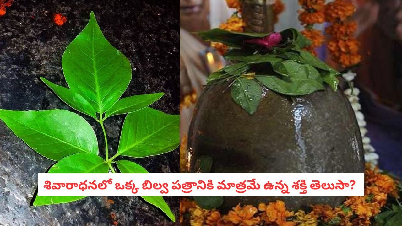 Bilva Patra : శివుడికి బిల్వ ఆకులు ఎలా పడితే అలా పెడుతున్నారా?.. పూజా ఫలితం దక్కాలంటే ఈ నియమాలు తప్పనిసరి!