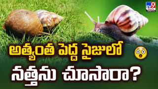 ఏ బిడ్డా.. ఇది నా అడ్డా.. కవ్వాల్‌ అభయారణ్యంలో అడవి దున్న