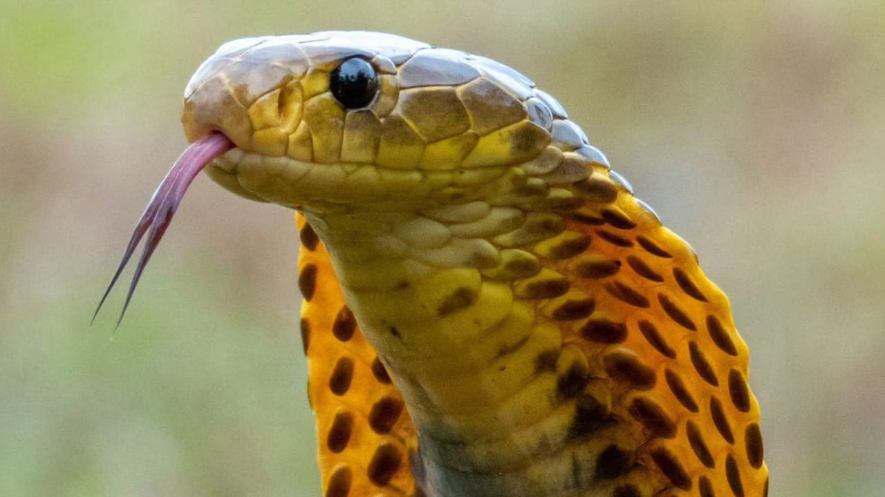 పాములకు వెన్నెముక ఉంటుంది : చాలా మంది పాములకు వెన్నెముక ఉండదని కొట్టి పారేస్తారు. కానీ, నిజానికి వీటికి వెన్నెముక ఉంది. 
అది చాలా బలంగా ఉంటుంది.  