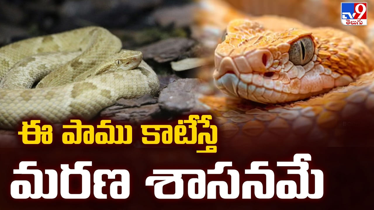 ఈ పాము కాటేస్తే మరణ శాసనమే.. భూలోక నరకం