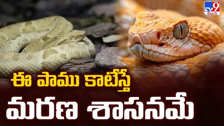 ఈ పాము కాటేస్తే మరణ శాసనమే.. భూలోక నరకం ఈ పాము కాటేస్తే మరణ శాసనమే.. భూలోక నరకం