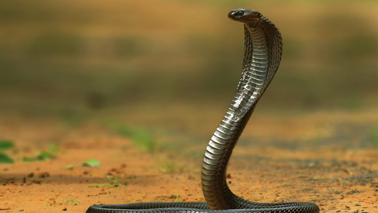 చర్మాన్ని మారుస్తుంది: పాము తన చర్మాన్ని ఎక్కడ పడితే అక్కడ విడుస్తూనే ఉంటుంది. దీని చర్మంమీద మొత్తం జిగట జిగటగా ఉంటుంది. కొన్ని పాముల చర్మం మీద పొడిగా ఉంటుంది.