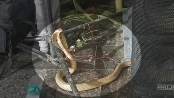 ఓం నమ: శివాయ.. శివపార్వతుల కల్యాణం జరుగుతుండగా..