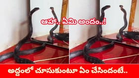 ఆహా.. ఏమి అందం! అద్దంలో చూసుకుంటూ మురిసిపోయిన పాము..ఏం చేసిందంటే