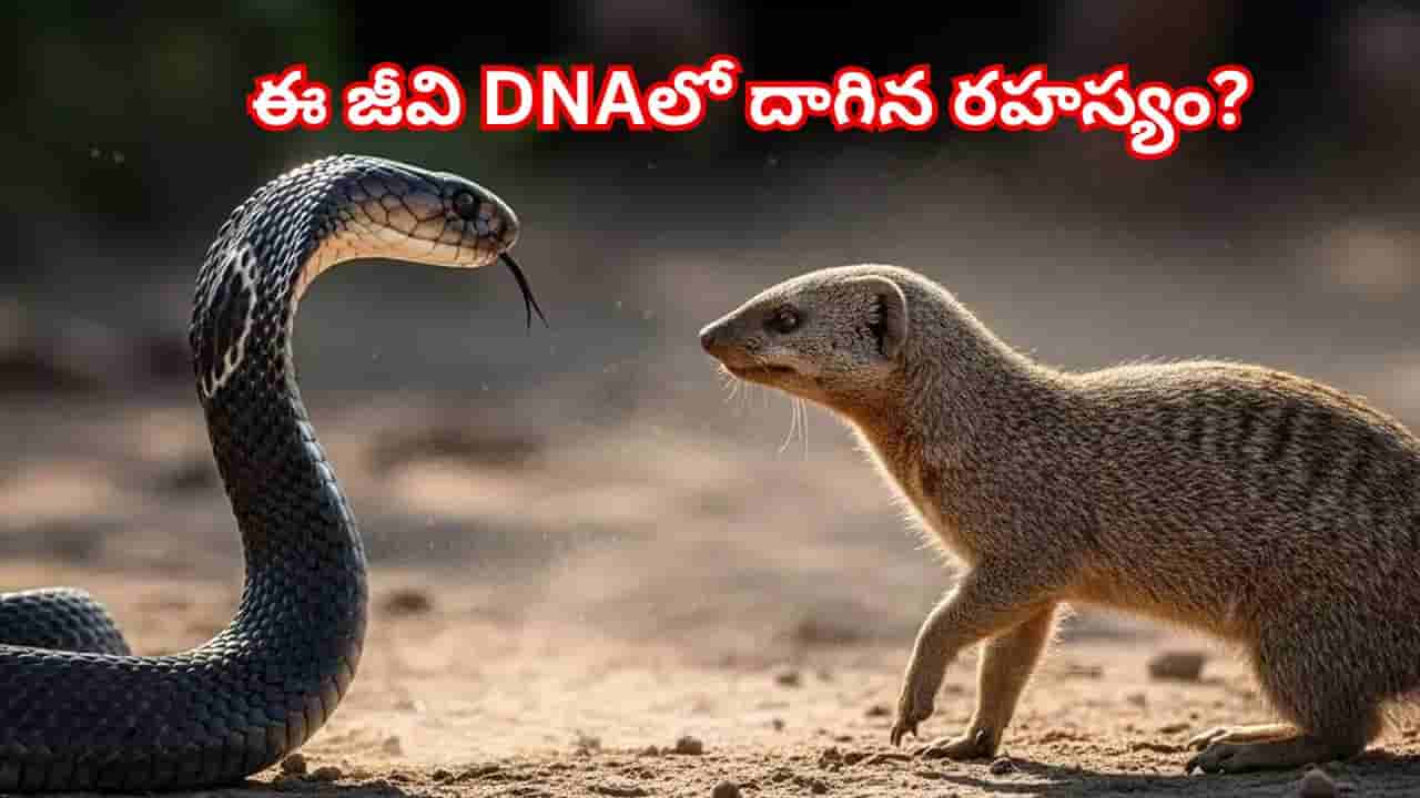 Snake v/s Mongoose: నాగుపాము కాటు కూడా పనికిరాదు! ఈ జీవి DNAలో దాగిన రహస్యం బయటపడింది..? తెలిస్తే..