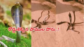 ఇంటి పోరుతో రోడ్డెక్కిన స్నేక్‌ఫ్యామిలీ!పాముల కోట్లాట చూసి షాక్