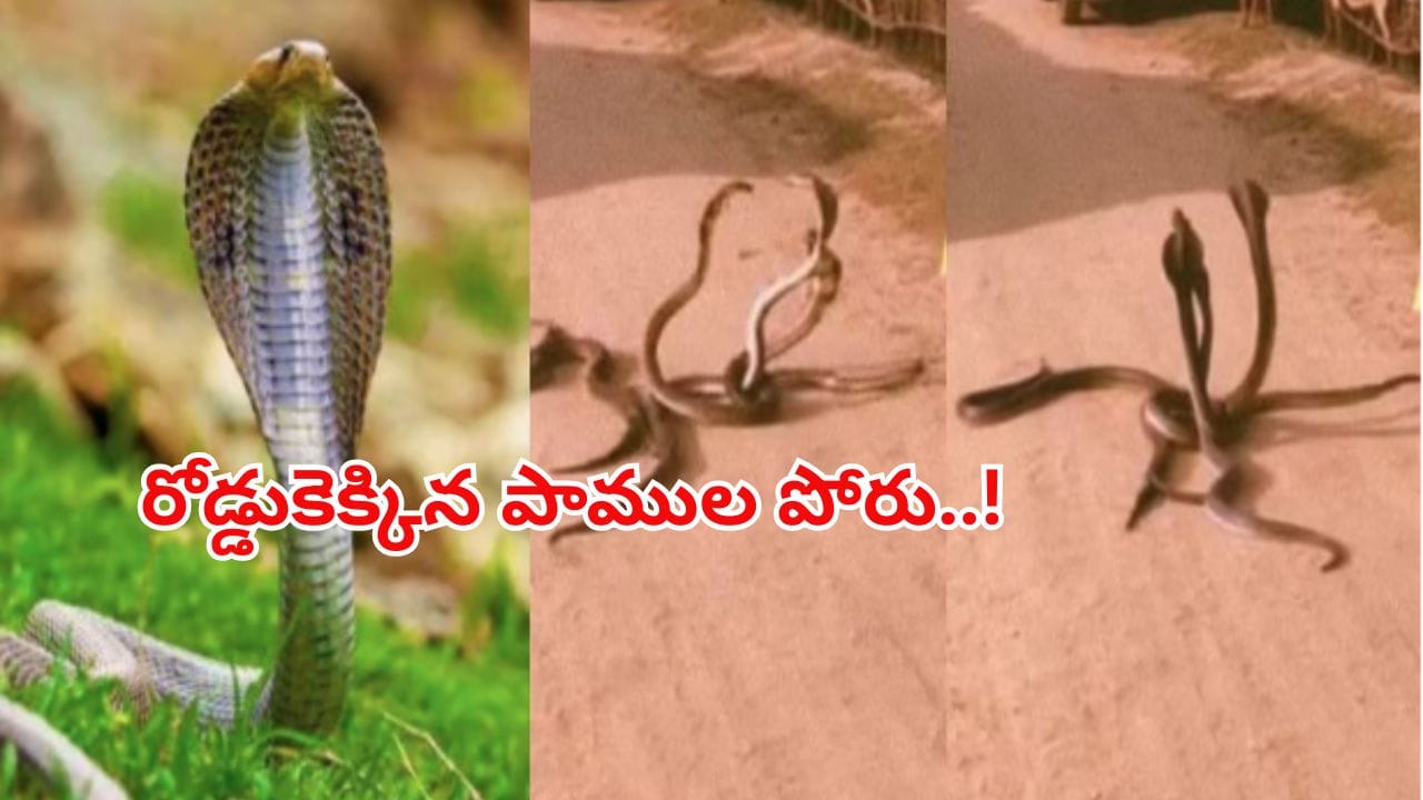 ఇంటి పోరుతో రోడ్డెక్కిన స్నేక్ఫ్యామిలీ..! పాముల కోట్లాట చూసి షాక్లో గ్రామస్తులు.. ఏం జరిగిందంటే..