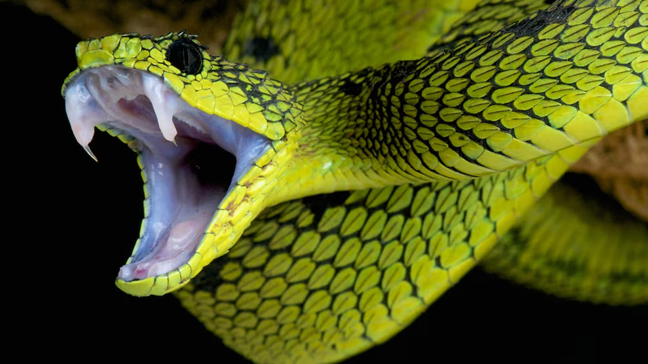 వరల్డ్ వైడ్ గా మొత్తం 300 రకాలకు పైగా పాములు ఉంటే, వాటిలో 50 రకాల పాములు మాత్రం అత్యంత  విషపూరితమైనవి. అయితే, వాటిలో కొన్ని నీళ్ళలో ఉంటే ఇంకొన్ని భూమి మీద ఉన్నాయని అధికారులు వెల్లడించారు. 