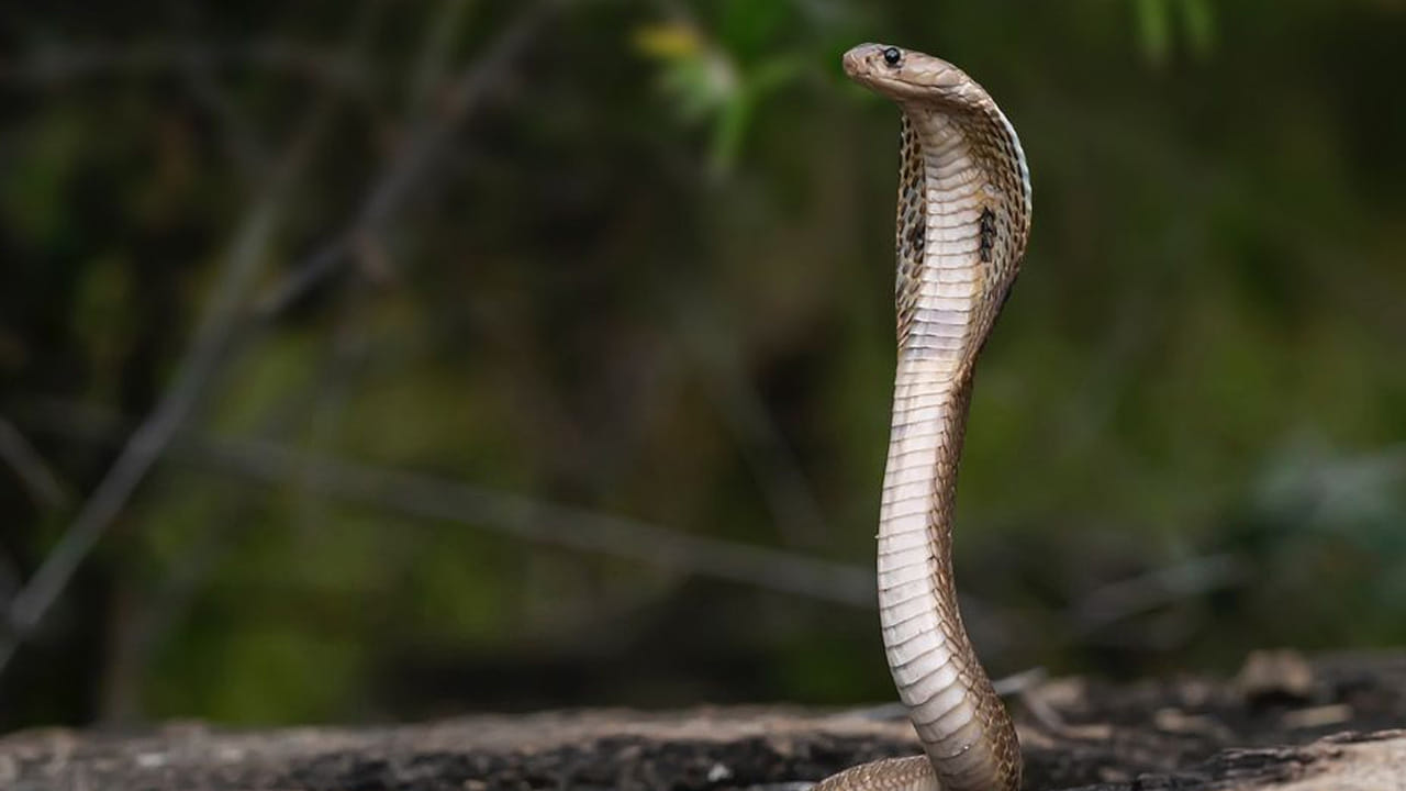 ఆహారం: ఇంకో షాకింగ్ విషయం ఏంటంటే పాములు ఆహారాన్ని నమలవు, ఏది నోటిలో పెట్టుకున్నా కూడా మింగేస్తాయి.
 పాములు పాలు అస్సలు తాగవని కొన్ని పరిశోధనల్లో తేలింది. 
