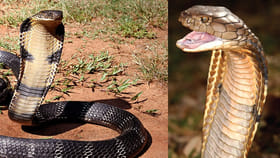 పాముల గురించి ఈ భయంకర నిజాలు తెలిస్తే.. భయపడి పారిపోతారు!