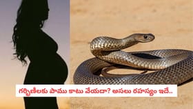 గర్భిణీలకు పాము కాటు వేయదా? అసలు రహస్యం ఇదే..