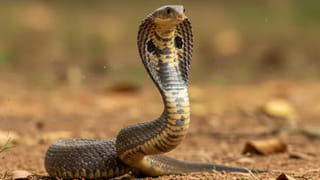 పల్లెటూరి ఫేమస్.. మునక్కాయ చికెన్ కర్రీ ఇలా వండి తింటే ఆహా అనాల్సిందే!