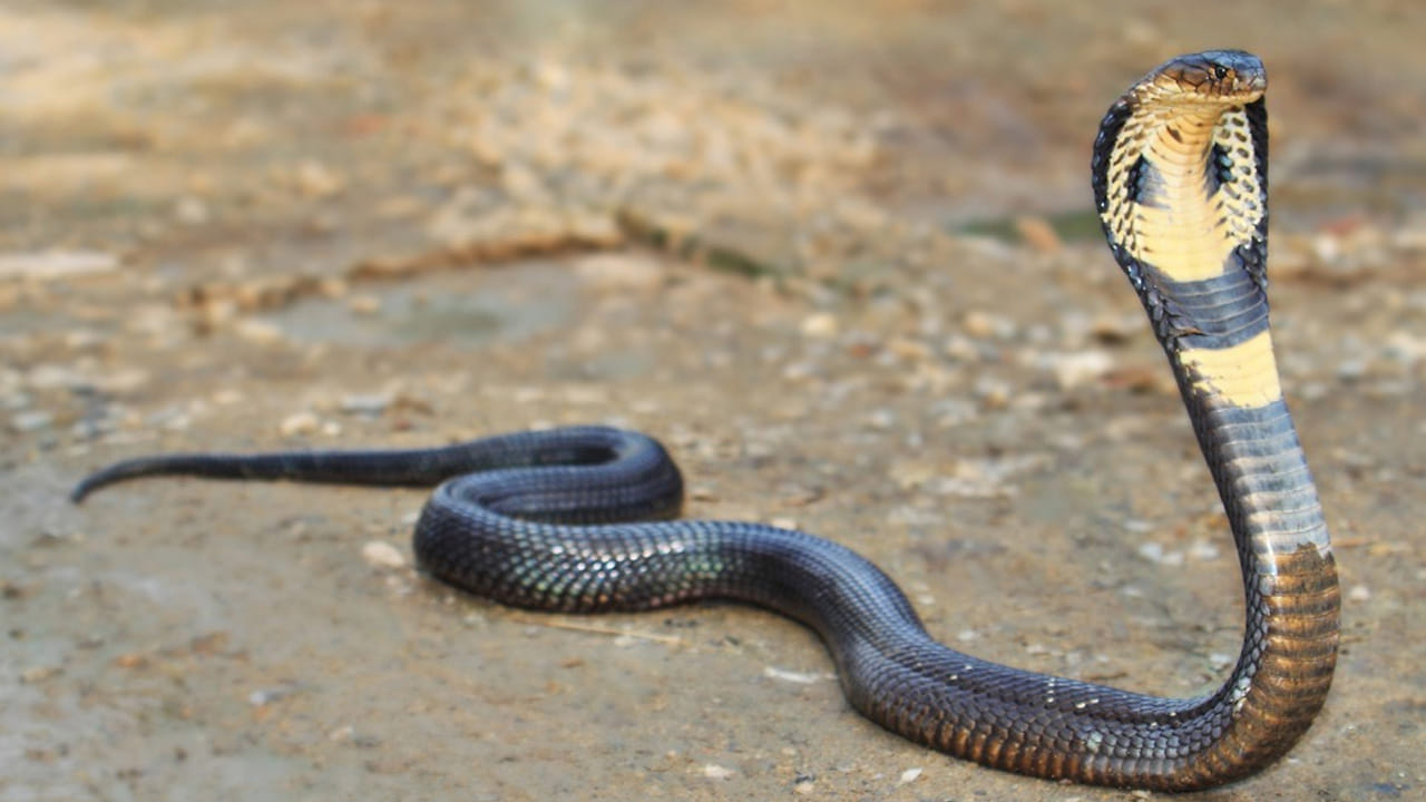 అన్నివిషపూరితమైనవి కావు: పాముల్లో అన్ని విషపూరితమైనవి కావు. వాటిలో త్రాచుపాము ప్రమాదకరమైంది. ఇక  కొండచిలువ ఎంత పెద్ద వాటినైనా  చుట్టిముట్టి చంపుతాయి.

