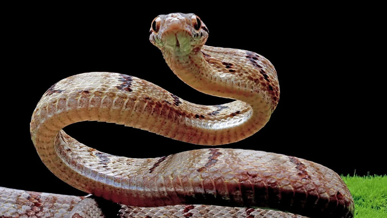 పాము మీకు ఎదురైనా.. మీ కంటపడినా దాన్ని వెంబడించి చంపకండి. వాటికీ  దూరంగా వెళ్ళండి. పాములు తమను తాము కాపాడుకోవడానికి మాత్రమే మనుషుల మీద దాడి చేస్తాయని అధికారులు వివరించారు.