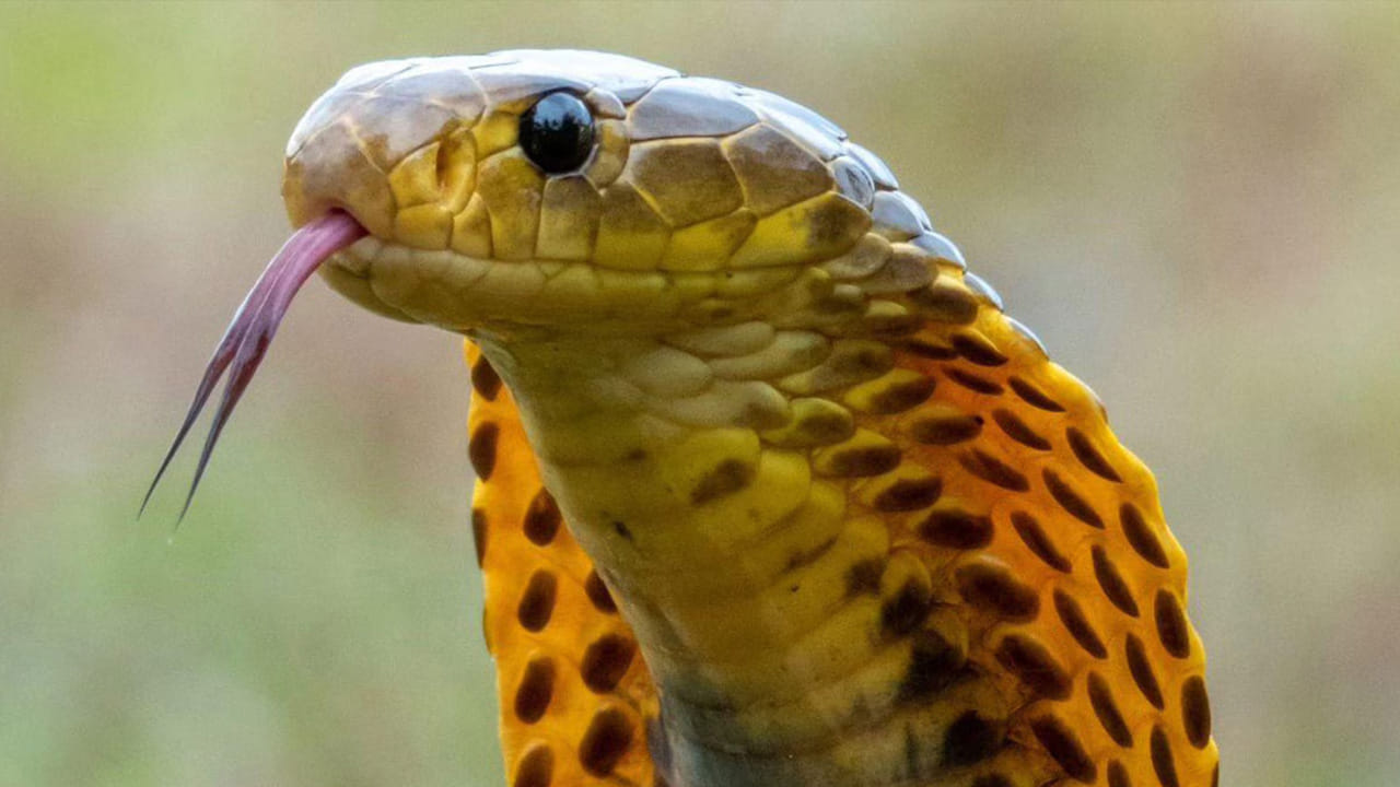 ప్రతి ఏడాది దేశంలో లక్షకు పైగా పాము కాటు వలన మరణిస్తున్నారు. దీనిలో ఆంధ్రప్రదేశ్ లో ఎక్కువగా  పాము కాటుకు గురవుతున్నారని తెలిపారు. దీనిని ఎలా అయినా అరికట్టాలని కొందరు పల్లెటూర్లలో అవగాహన  కార్యక్రమాలు చేపడుతున్నారు. 
