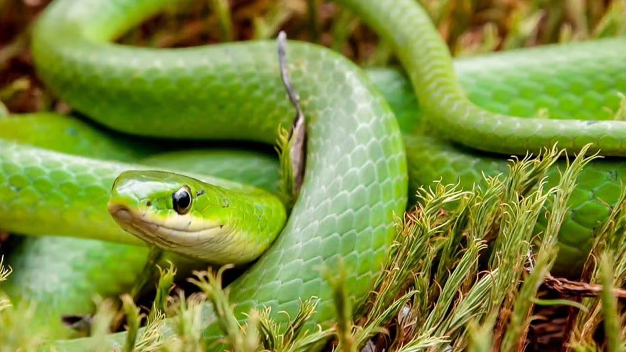 ఇలాంటి కార్యక్రమాలు నిర్వహించడం వలన కొంత వరకు అయినా ఇవి తగ్గుతాయి. పాము కనిపించిన వెంటనే దాని వెంటపడి   చంపకుండా, స్నేక్ క్యాచర్లకు సమాచారం అందిస్తే వాళ్ళు పట్టుకుని అడవుల్లో వదిలిపెడతారని చెప్పారు. ప్రతి ఒక్కరూ ఇది పాటించాలని అధికారులు సూచించారు. 