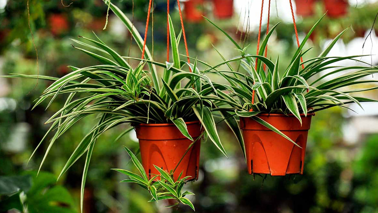 స్పైడర్ ప్లాంట్: ఈ మొక్క సన్నని, వేలాడే ఆకులను కలిగి ఉంటుంది. అందంగా ఉంటుంది. వేలాడే కుండీలలో నాటినప్పుడు ఇది చాలా ఆకర్షణీయంగా కనిపిస్తుంది. ఈ మొక్క మీ ఇంటిలోని గాలిని శుద్ధి చేయడంలో, వాతావరణాన్ని తాజాగా ఉంచడంలో సహాయపడుతుంది. వాస్తు ప్రకారం, ఈ మొక్క ఇంట్లో సానుకూల శక్తిని పెంచుతుంది. ఒత్తిడిని తగ్గించడంలో సహాయపడుతుంది.