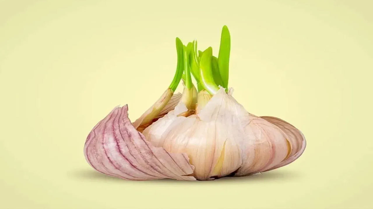 అయితే, నార్మల్ వెల్లుల్లితో పోలిస్తే.. మొలకెత్తిన వెల్లుల్లిలో పోషక విలువలు ఎక్కువగా  ఉంటాయని నిపుణులు చెబుతున్నారు. ఇవి శరీరంలోని ఫ్రీరాడికల్స్‌తో పోరాడి, హానికర బ్యాక్టీరియాను నాశనం చేస్తుంది. 