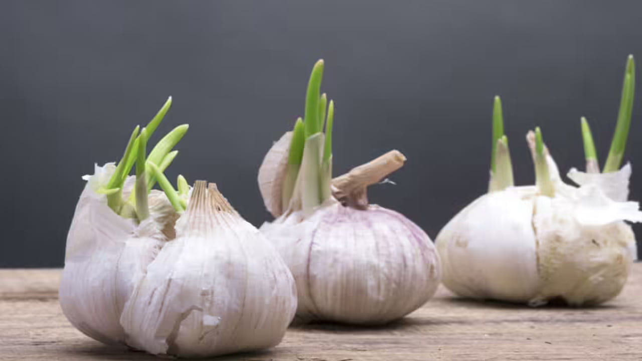 అంతేకాదు, వృద్ధాప్య ఛాయలు కూడా  రాకుండా చేస్తాయి. వెల్లుల్లి పైన మొలకెత్తినప్పుడు కాడలుగా వస్తాయి. దానిలో ఎంజైమ్‌ లు ఎక్కువగా ఉంటాయి. ఇవి మన శరీర పని తీరును మెరుగుపరుస్తాయి. 