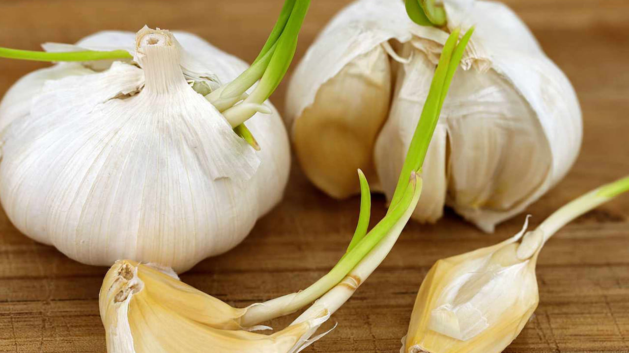 
బీపీ ఎక్కువగా ఉండేవారు దీనిని తీసుకుంటే కంట్రోల్ చేస్తుంది. ఇంకా రక్త ప్రసరణను మెరుగుపరిచి, రక్తపోటును కూడా అదుపులో పెడుతుంది. ఇప్పటి నుంచి మొలకెత్తిన వెల్లుల్లిని బయట పడేయకుండా కూరల్లో చేర్చుకోండి. 