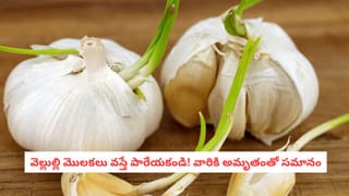 Healthy Nuts: డ్రై ఫ్రూట్స్ ను తలదన్నే పోషకాలు.. ఈ నట్స్ తింటే ముసలితనం దరిదాపుల్లోకి రాదు..