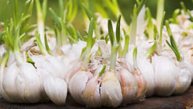 మొలకెత్తిన వెల్లుల్లిని కూరల్లో వేస్తున్నారా?