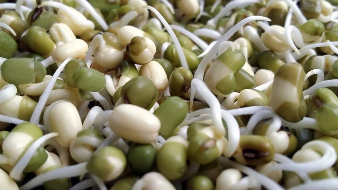 మొలకలను కొందరు తీసి పారేస్తారు. ఇంకొందరు ఇష్టంగా తింటారు. ఎందుకంటే, వీటిని నానా బెట్టుకుని  తినాలంటే కొంచం కష్టంగా భావిస్తారు. వీటిలో మ‌న శ‌రీరానికి కావాల్సిన ప్రోటీన్స్ ఉన్నాయి. 