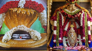 Curry Leaves: సామాన్యులకు మరో షాక్.. భారీగా పెరిగిన కరివేపాకు ధరలు.. ఇప్పుడు ఎంతంటే..?