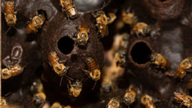 ఈ తేనెటీగలతో కాసుల పంట..