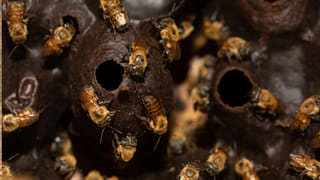 ఎరక్కపోయి ఇరుక్కుపోయిన ఆంబోతులు.. మూగ జీవాలకు ప్రాణ భిక్ష పెట్టిన ట్రాఫిక్ పోలీసులు