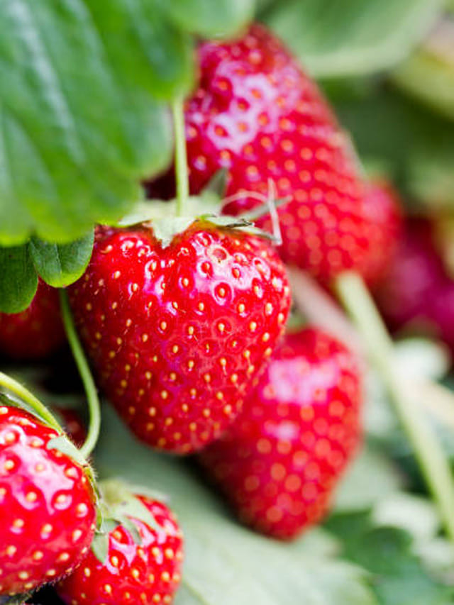 ఎర్రెర్రని స్ట్రాబెర్రీలు తింటే.. క్యాన్సర్‌ సహా ఎన్నో రోగాలు పరార్‌!