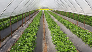 పాపం.. విషం రుచి ఎలా ఉంటుందో..? చూడాలనుకున్నారు.. ప్రాణాలు కోల్పోయిన నలుగురు మైనర్లు..!