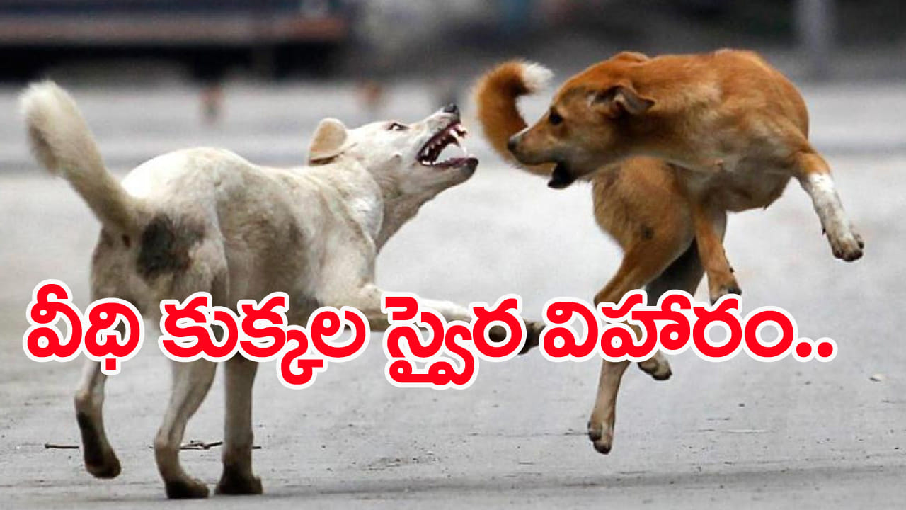Telangana: కుక్కలు బాబోయ్.. కాపాడండి మహప్రభో.. వరుస దాడులతో బెంబేలెత్తిపోతున్న జనాలు! Telangana: కుక్కలు బాబోయ్.. కాపాడండి మహప్రభో.. వరుస దాడులతో బెంబేలెత్తిపోతున్న జనాలు!