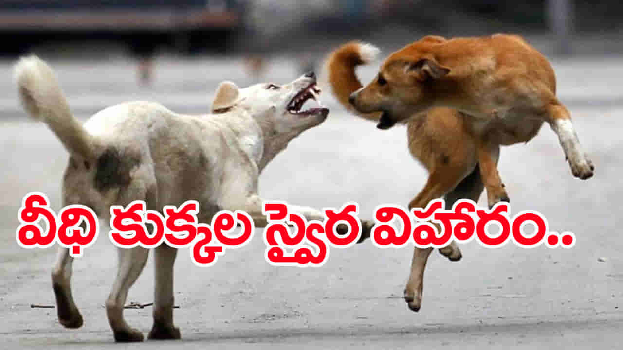 Telangana: కుక్కలు బాబోయ్.. కాపాడండి మహప్రభో.. వరుస దాడులతో బెంబేలెత్తిపోతున్న జనాలు!