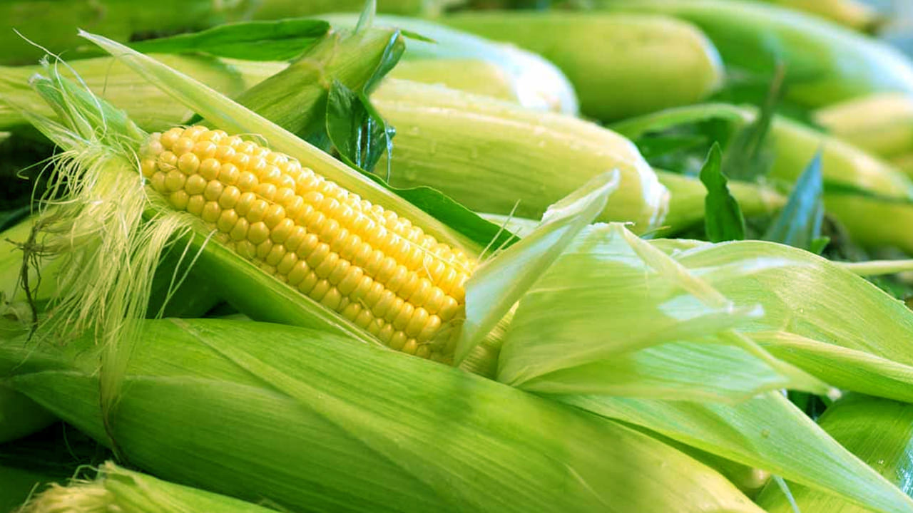 మొక్కజొన్న పీచు:  ఇంకో ఇంటి చిట్కా బాగా పని చేస్తుంది మీ ఇంట్లో మొక్కజొన్న పీచు ఉంటే దానిని నీటిలో 15 నిముషాల పాటు మరగబెట్టి తాగడం వలన  లోపలే కరిగిపోతాయి అలా కానీ సమయంలో మూత్ర విసర్జన సమయంలో రాళ్లు బయటకు వచ్చేస్తాయి. మొక్కజొన్న తోటల్లో ఈ పీచు కావాల్సినంత దొరుకుతుంది 
