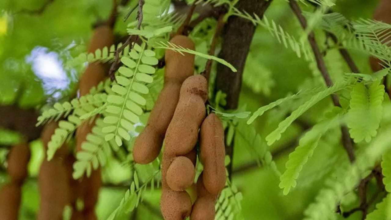 నోట్ : ఈ వార్తలలో ఇవ్వబడిన సమాచారం మత విశ్వాసాలపై ఆధారపడి ఉంది. పాఠకుల ఆసక్తి మేరకు.. పలువురు పండితుల సూచనలు, వారి తెలిపిన అంశాల ఆధారంగా అందించినవి మాత్రమే.. వీటిలో ఎలాంటి శాస్త్రీయ ఆధారాలు లేవని పాఠకులు గమనించాలి. టీవీ9 తెలుగు దీనిని ధృవీకరించలేదు.