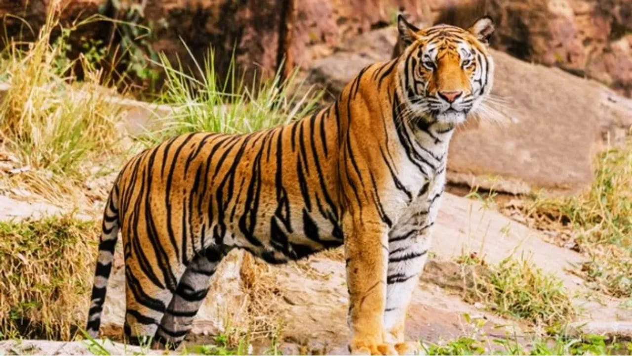 Andhra: ఇదిగో పెద్దపులి.. పూరిపాకలో నక్కి గాండ్రింపులు.. వీడియో చూశారా..?