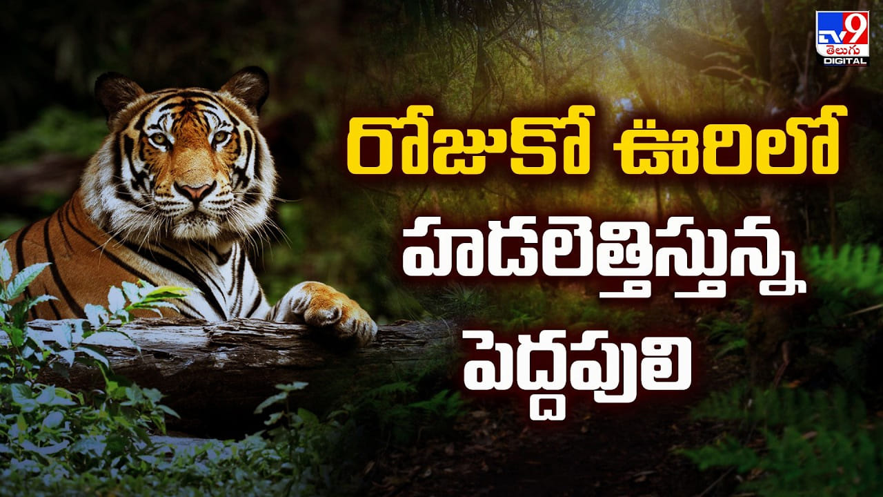 ఒక్కో ఊరిలో హడలెత్తిస్తున్న ఒక్కో పులి.. ఇక ప్రజలు ఉండేది ఎలా