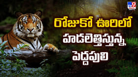 ఒక్కో ఊరిలో హడలెత్తిస్తున్న ఒక్కో పులి.. ఇక ప్రజలు ఉండేది ఎలా